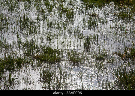 flooded meadow, Stock Photo