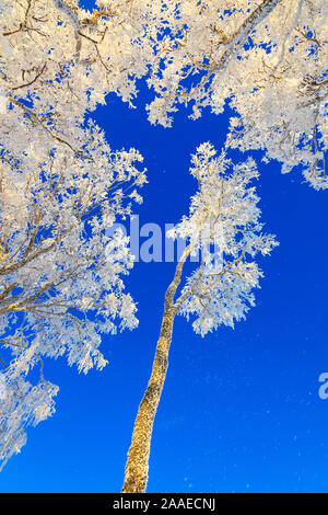 Treetop with frost against blue sky Stock Photo - Alamy