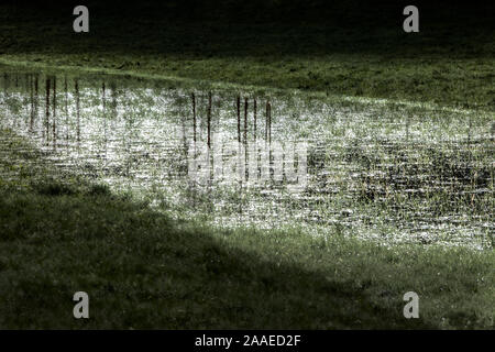 flooded meadow, Stock Photo