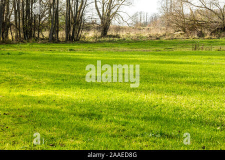 Late autumn. Green pasture. Unusual shadows from the trees on the green grass. The forest in the background. Podlasie, Poland. Stock Photo