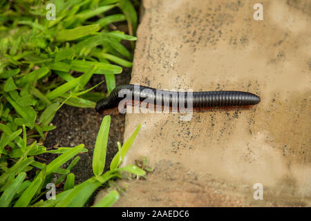 A harmless African giant black millipede with its many legs crosses the road in Kenya Stock Photo