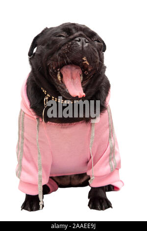 Cute black Pug puppy dog in a pink hoodie yawning Stock Photo