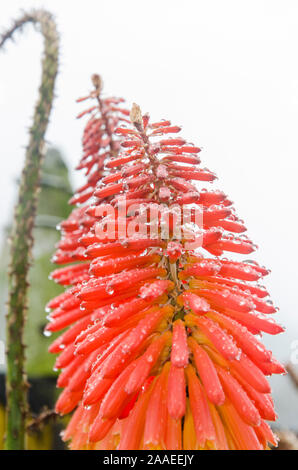 Lily torch, Kniphofia uvaria, covered by small drops of water after the rain in Cocora Valley, Quindío, Colombia Stock Photo