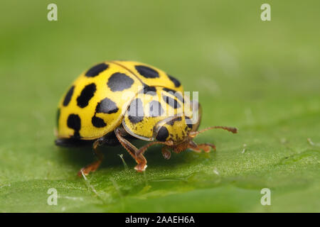 22-spot Ladybird (Psyllobora 22-punctata) crawling on plant leaf. Tipperary, Ireland Stock Photo