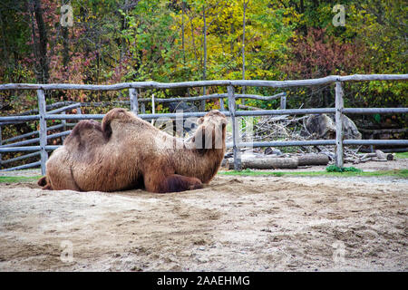 A lying camouflage animal, also known as Two-humped or Bactrian Camel, Camelus ferus Stock Photo