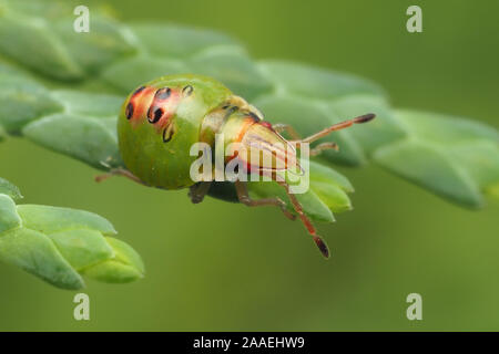 Juniper Shieldbug early instar nymph (Cyphostethus tristriatus) on ...