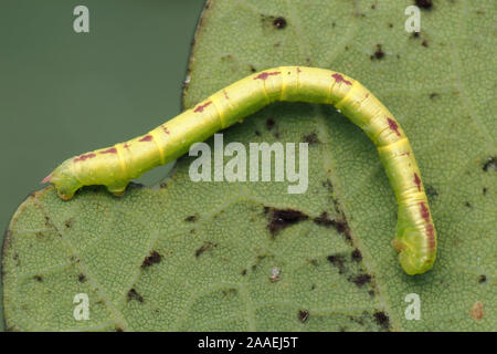 Red-green Carpet moth caterpillar (Chloroclysta siterata) on underside of oak leaf. Tipperary, Ireland Stock Photo