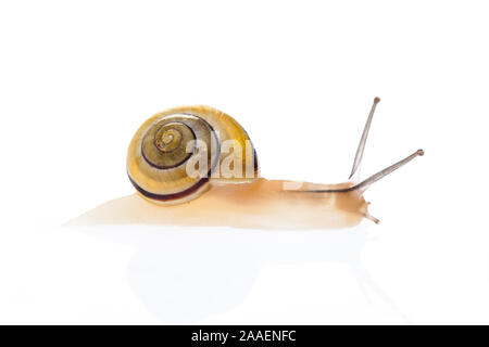 snail with reflection on white background Stock Photo