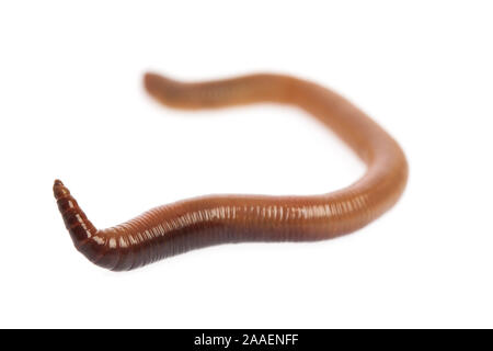 An earthworm isolated on white background Stock Photo