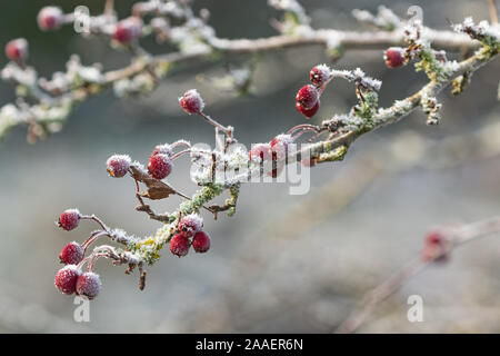 Frost covered hawthorn berries on a branch.