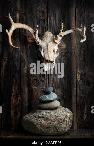 Skull of white-tailed deer (Odocoileus virginianus) on wall of old barn with stone cairn as memorial. Note one deformed antler. Stock Photo
