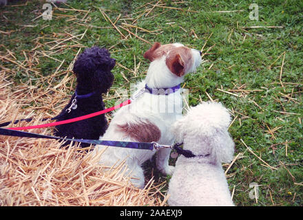Three dogs on their leads - sitting Stock Photo