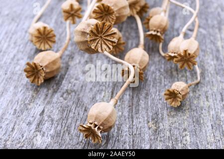 Close-up of dry poppy seed pods on weathered wooden background Stock Photo