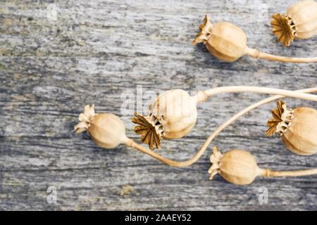 Close-up of dry poppy seed pods on weathered wooden background with copy space. Stock Photo