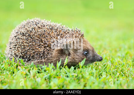 Hedgehog, (Scientific name: Erinaceus europaeus) Wild, native, European hedgehog in natural garden habitat with green grass and yellow buttercup. Spac Stock Photo