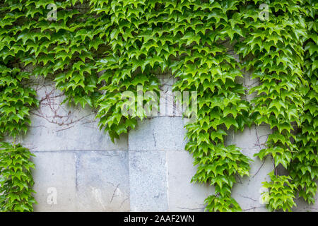 wild-grapes-on-the-wall-