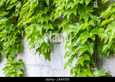 Wild grapes on the wall. Climbing plant on a stone wall Stock Photo