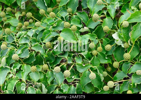 Cornus Kousa Chinese Dogwood tree with globular sweet fruit berries and green leaves abstract pattern Stock Photo