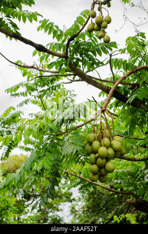 June Plums Unripe On A Bunch Stock Photo