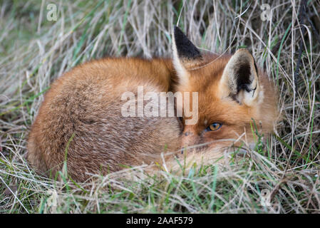 Junger Fuchs, Vulpes vulpes, Rast Stock Photo