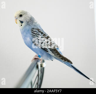 blue budgie sits alone on the cage Stock Photo