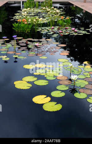 Lotus flowers and other water plants in dark reflecting pool at Hendrie Park Royal Botanical Gardens Burlington Ontario Canada Stock Photo