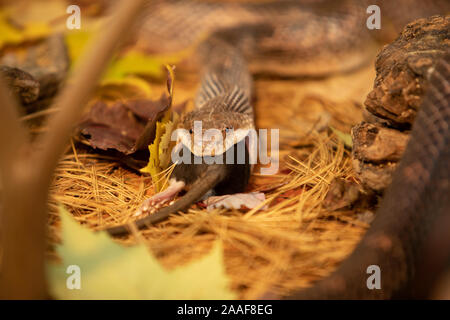 close up and selective focus on rat snake trying to devour big grey rat, on the forest ground with lot of Maple leaves, dry pine needles and rocks. Stock Photo
