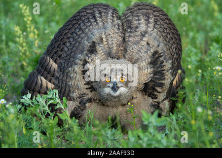 Eule / Nahaufnahme / Drohgebaerde Stock Photo