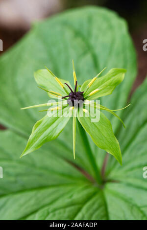Paris quadrifolia flower. Stock Photo