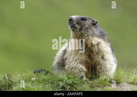 Murmeltiere (Marmota) in den Alpen, Alpenmurmeltier am Bau Stock Photo
