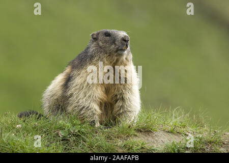 Murmeltiere (Marmota) in den Alpen, Alpenmurmeltier am Bau Stock Photo