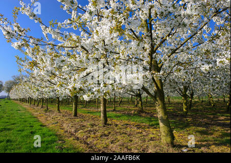 Bluehende Obstbaeume Stock Photo