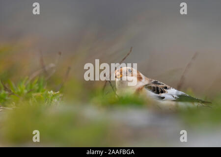 Snow bunting (Plectrophenax nivalis), a beautiful bird from far north sitting on the ground, Czech Republic Stock Photo