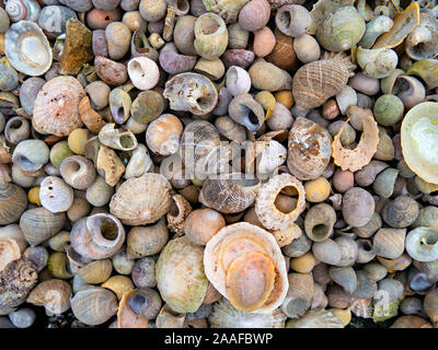 Closeup of colourful tiny seashells on Scottish beach, Isle of Colonsay, Scotland, UK Stock Photo