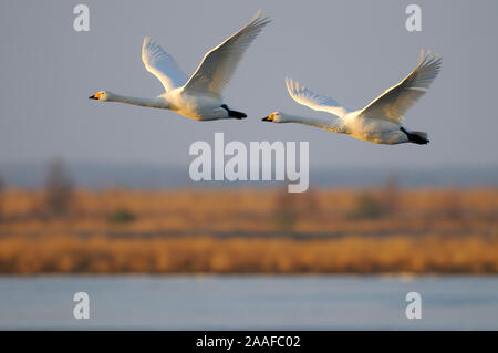 Singschwan (Cygnus cygnus) Rastvogel, Schwan, Singschwan, Tier, Voegel, Vogel, Whooper Swan, Winter, Zugvogel Stock Photo