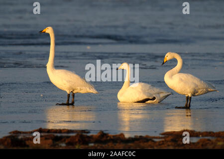 Singschwan (Cygnus cygnus) Rastvogel, Schwan, Singschwan, Tier, Voegel, Vogel, Whooper Swan, Winter, Zugvogel Stock Photo