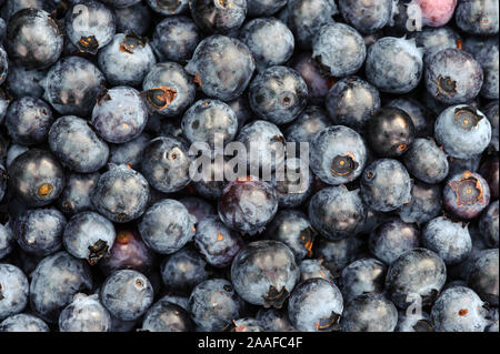 Blaubeeren Heidelbeeren Stock Photo Alamy