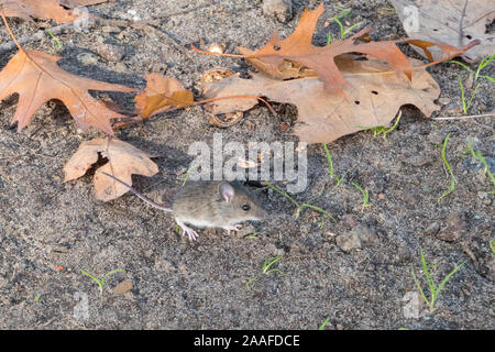 Common vole ( Microtus arvalis ) mouse in autumn Stock Photo