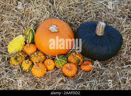 Orange pumpkin and large dark green gourd with unusual warted ornamental gourds on straw Stock Photo