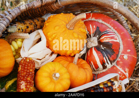 Close-up of ornamental gourds and Fiesta sweetcorn cobs with a Turks Turban squash in a rustic basket Stock Photo
