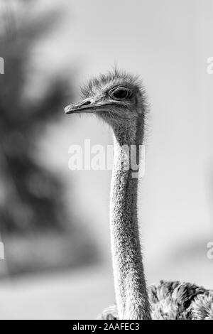 Ostrich in the Kalahari desert, Namibia, Africa Stock Photo