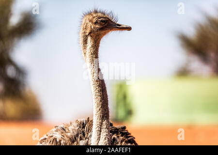 Ostrich in the Kalahari desert, Namibia, Africa Stock Photo