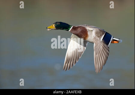 Stockente Im Flug Stock Photo Alamy