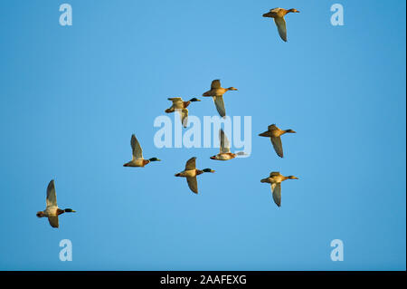 Stockenten Im Flug Stock Photo Alamy