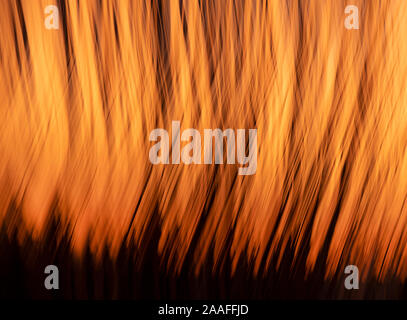 Sunset and trees, blurred motion, Seattle Stock Photo