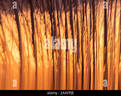 Sunset and trees, blurred motion, Seattle Stock Photo