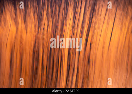 Sunset and trees, blurred motion, Seattle Stock Photo