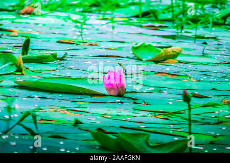 Most beautiful water-lily flower in Bangladesh Stock Photo