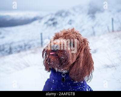 A young cockapoo dog being attentive in the snow on  Meall nan Tarmachan a hill in the Scottish Highlands Stock Photo