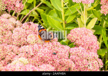 Butterfly Red Admiral Vanessa atalanta feeding on Sedum spectabile flowers. A deciduous succulent perennial and frost hardy plant Stock Photo
